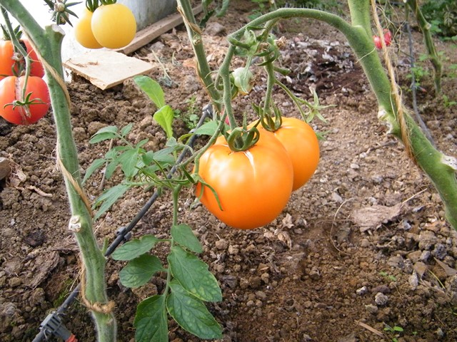 Fichier:Tomate yellow giant belgium-1.jpg