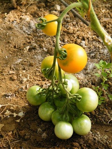 Fichier:Tomate yellow perfection.jpg