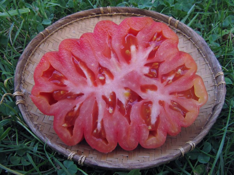Fichier:Tomate zapotec pink pleated op-2.jpg