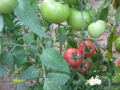 Fichier:Tomate zhefen.jpg