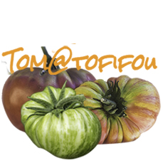Fichier:Tomatofifou.jpg