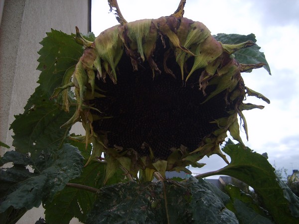 Fichier:Tournesol a fleur géante-1.jpg