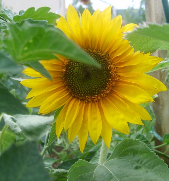 Fichier:Tournesol serge.jpg
