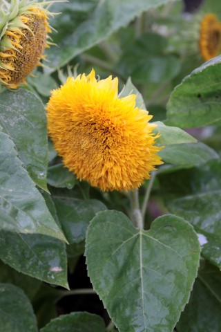 Fichier:Tournesol teddy bear-2.jpg