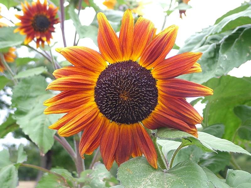 Fichier:Tournesol velvet queen-1.jpg