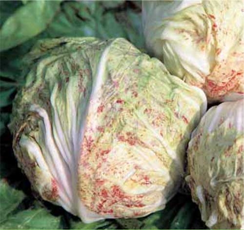 Fichier:Variegata di Lusia (Tardiva).jpg