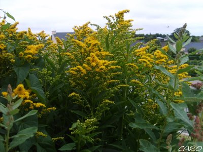 Fichier:Verge d or du canada.jpg