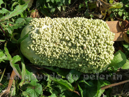 Fichier:Verruqueuse de l'ile Maurice.jpg