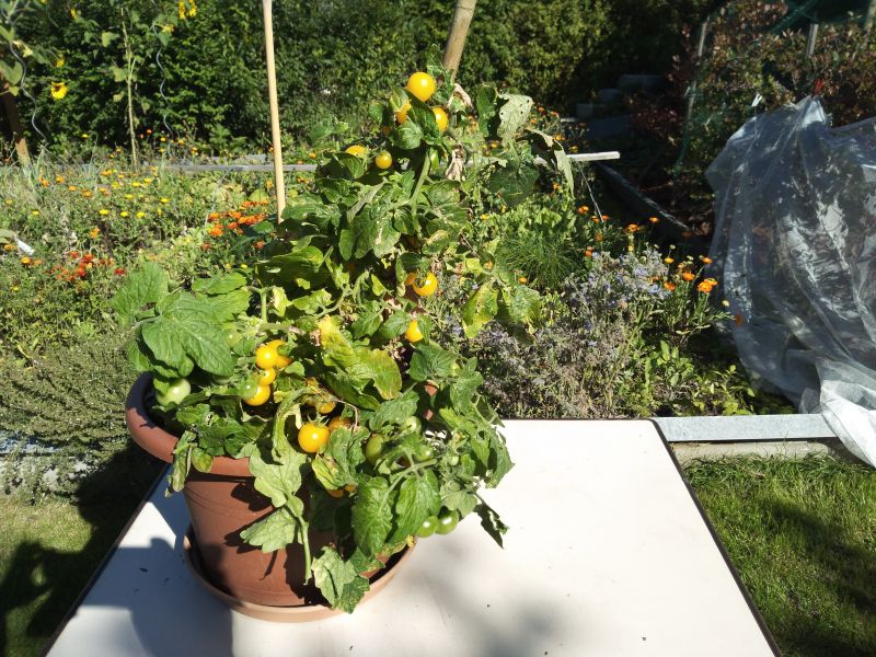 Fichier:Window box yellow.jpg