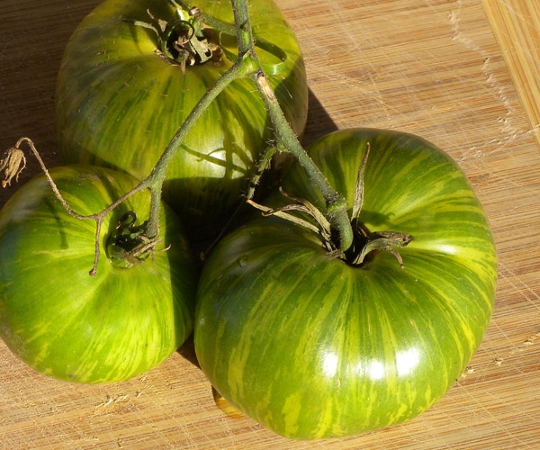 Fichier:Zebra rita-1.jpg