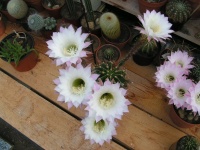 ÉCHINOPSIS OXYGONA-1.jpg