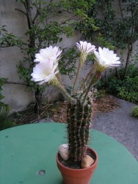 ÉCHINOPSIS OXYGONA-2.jpg