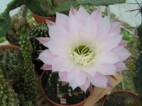 ÉCHINOPSIS OXYGONA.jpg