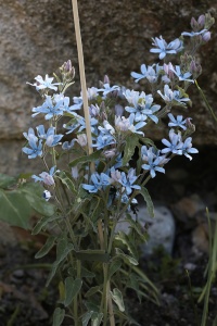 Étoile du Sud-1.jpg