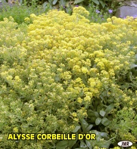 ALYSSE SAXATILE - CORBEILLE D'OR.jpg