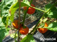 AUBERGINE amère turkish orange-1.jpg