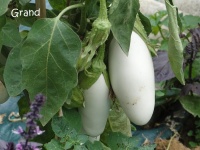 AUBERGINE bianca di imola.jpg
