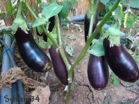 AUBERGINE diamond-1.jpg