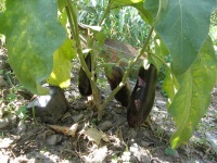 AUBERGINE diamond.jpg