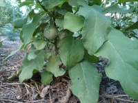 AUBERGINE lao green stripe.jpg
