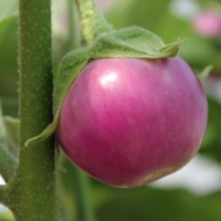 AUBERGINE lao lavender.jpg