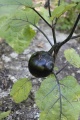 AUBERGINE ronde de valence-2.jpg