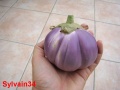 AUBERGINE rosa bianca-2.jpg