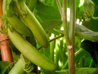 AUBERGINE thai long green-1.jpg