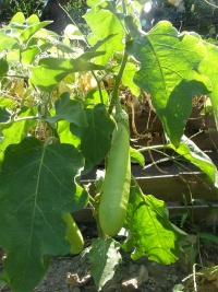 AUBERGINE thai long green.jpg