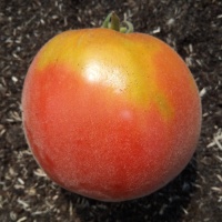 Abrikosovyy Lapot.jpg