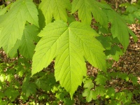 Acer pseudoplatanus.jpg