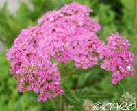 Achillée cerise queen.jpg