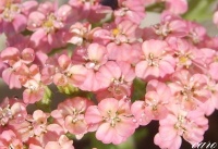 Achillée summer pastel.jpg