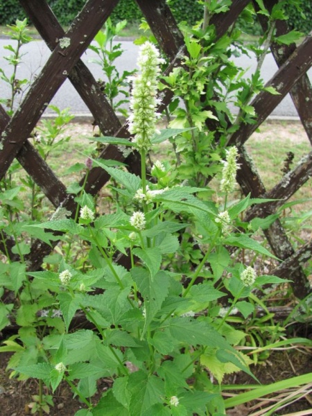 Fichier:Agastache Alba.jpg