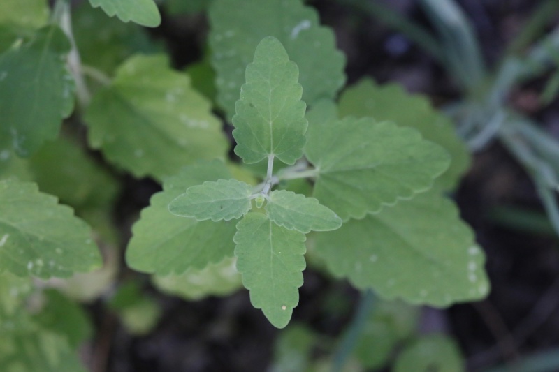 Fichier:Agastache aurantiaca-2.jpg