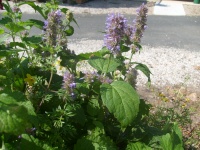 Agastache foeniculum-1.jpg