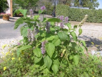 Agastache foeniculum-2.jpg