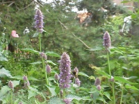 Agastache foeniculum.jpg