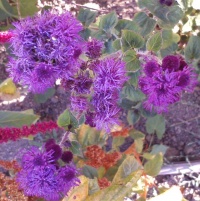 Ageratum "red sea".jpg