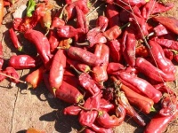 Aji cacho de cabra-1.jpg