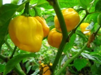 Aji dulce amarillo-1.jpg