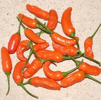 Aji little finger.jpg