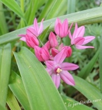 Allium ostrowskianum.jpg