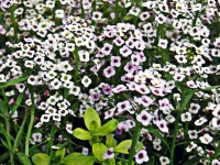 Alysse tapis blanc.jpg