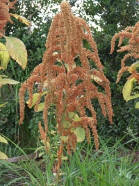 Amaranthe a grains 'Golden'-1.jpg