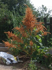 Amaranthe a grains 'Golden'.jpg