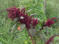 Amaranthe a grains 'Nepalaise'.jpg