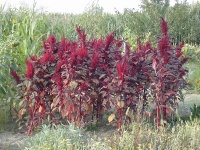 Amaranthe sanguineus.jpg