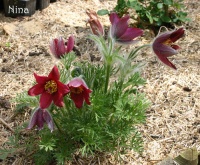 Anémonne pulsatille-1.jpg