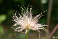 Anémonne pulsatille-2.jpg